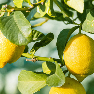 Risotto al Limone Siciliano